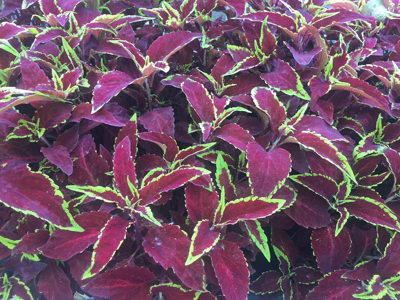 Defiance Coleus | Wells Medina Nursery