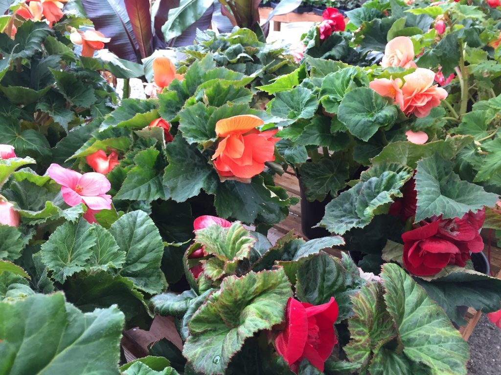 Tuberous Begonias Wells Medina Nursery