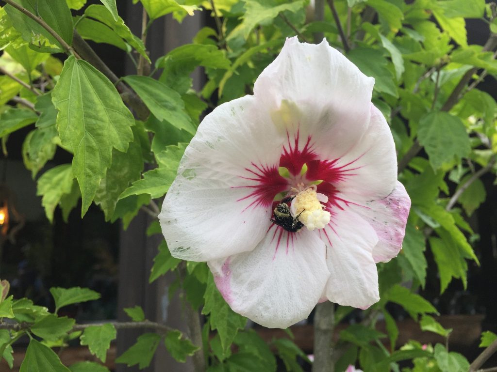 hibiscus with bee Wells Medina Nursery