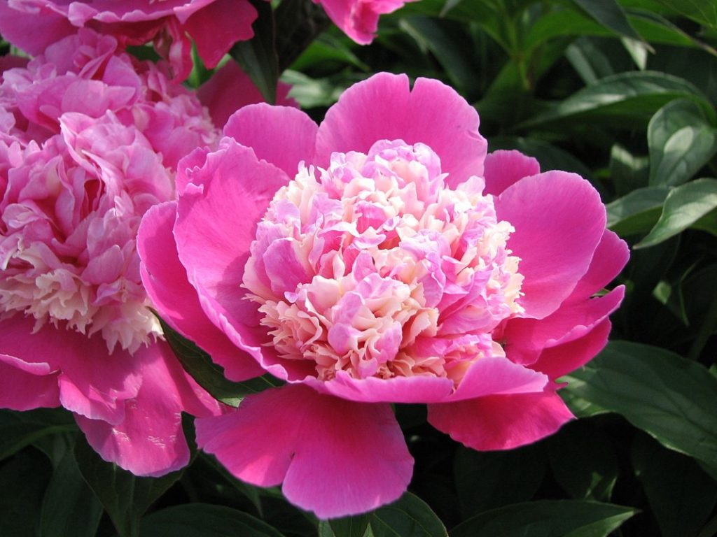 Paeonia lactiflora ‘Cora Stubbs’ large | Wells Medina Nursery