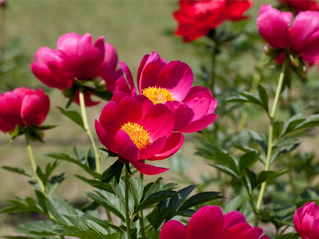 Peony ‘Scarlett O’Hara’ | Wells Medina Nursery