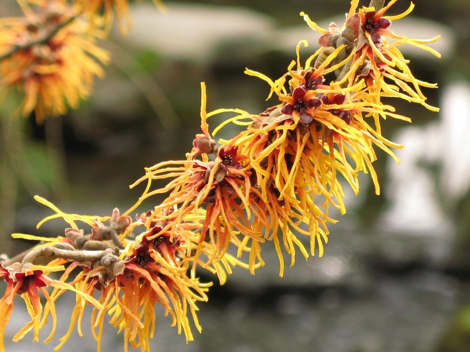 Witch Hazel