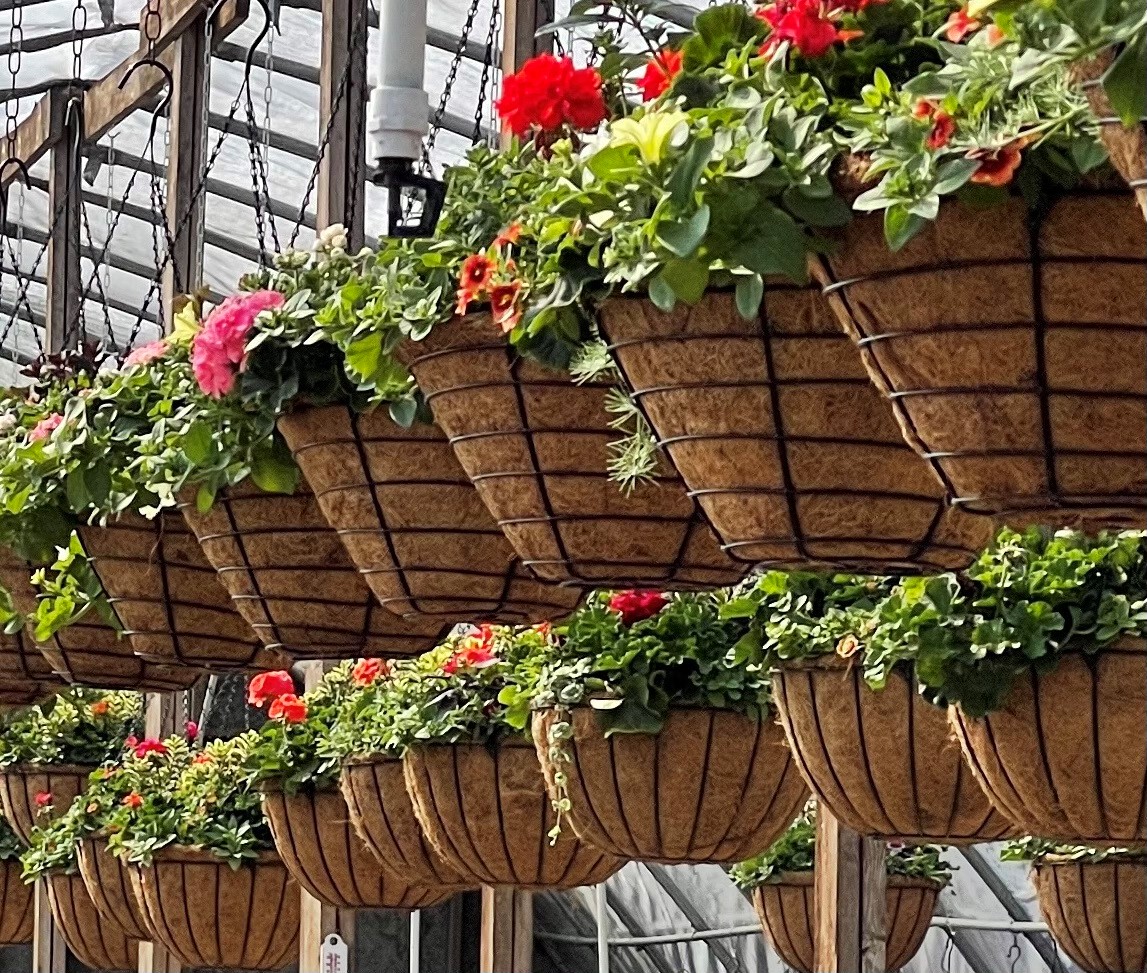 Baskets | Wells Medina Nursery