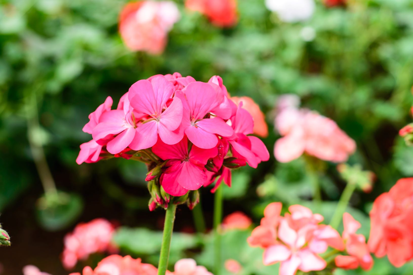 Geranium Resized Wells Medina Nursery 2395