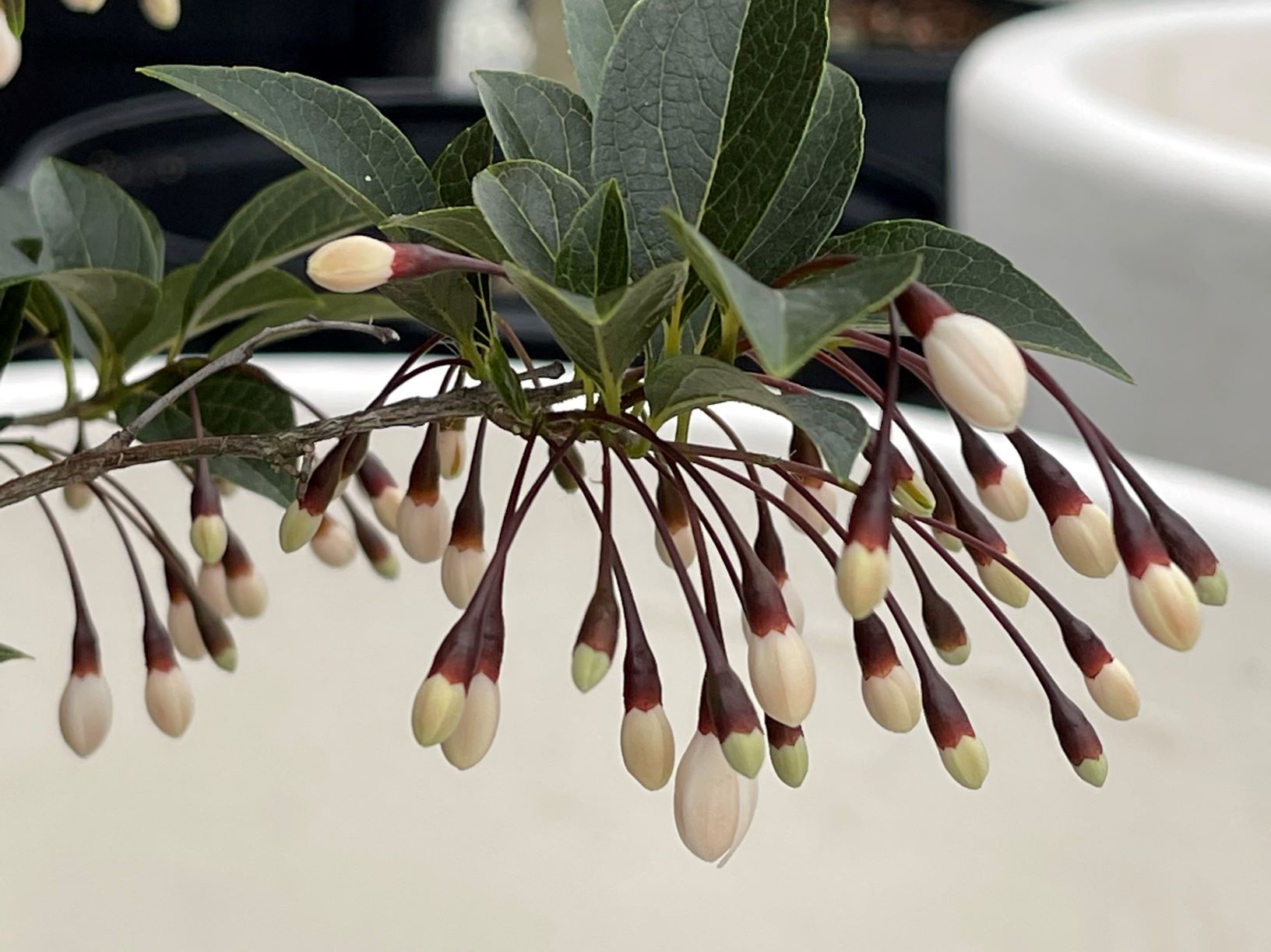 Styrax Japonicus ‘evening Light Resized Wells Medina Nursery 1115