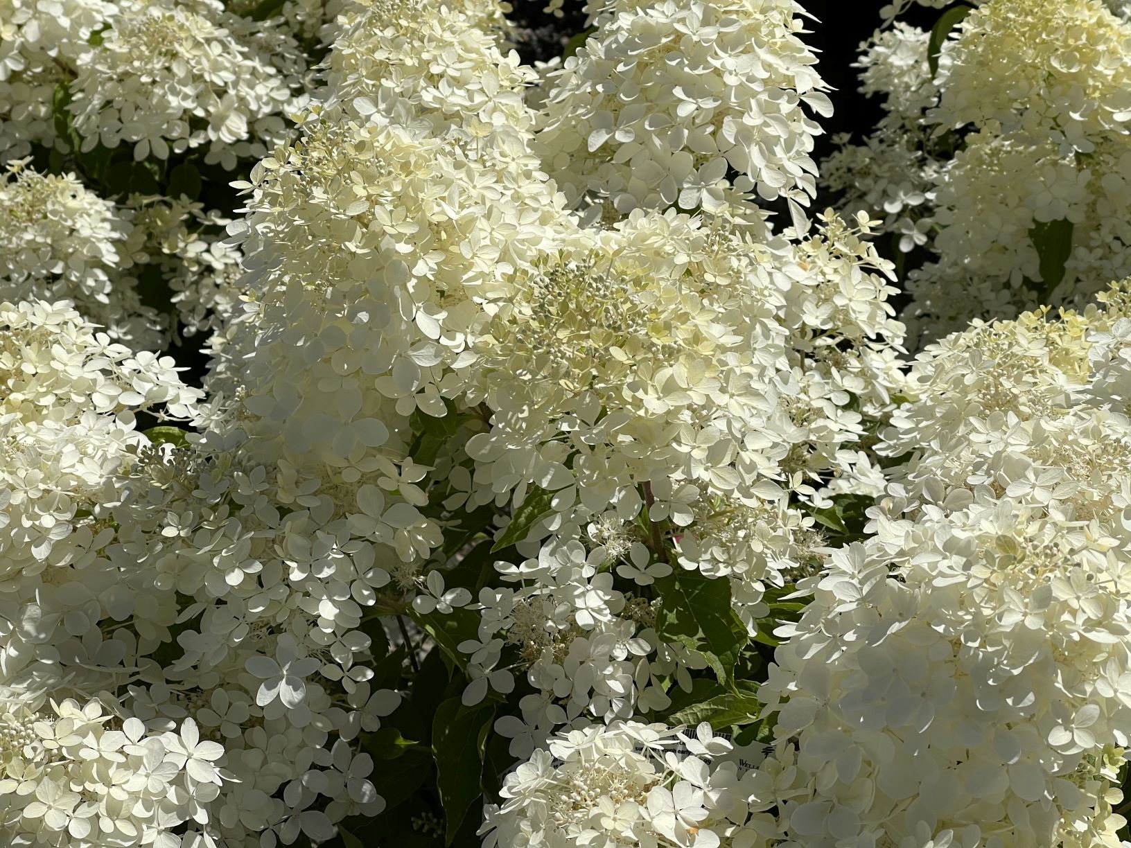 Hydrangea paniculata ‘Phantom’resized | Wells Medina Nursery