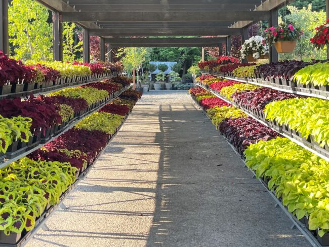 Coleus Walkway Resized Wells Medina Nursery 7526