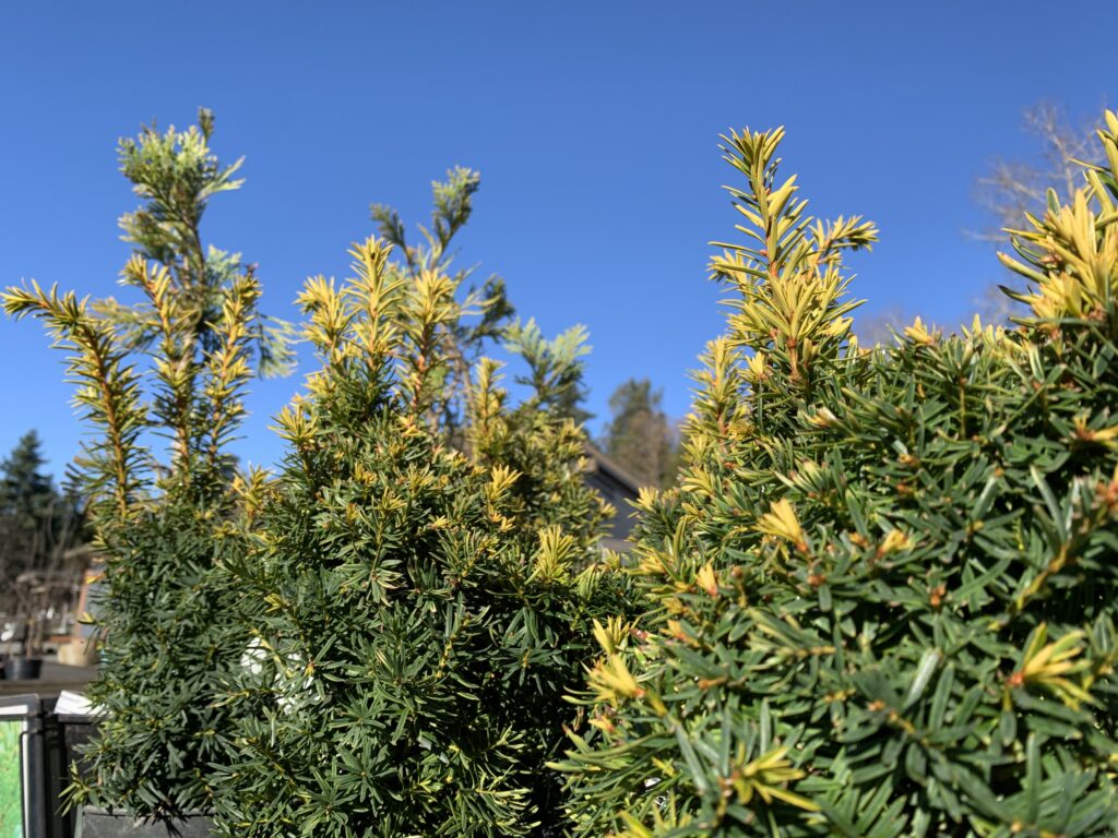 Taxus Cuspidata Dwarf Bright Gold Wells Medina Nursery   Taxus Cuspidata Dwarf Bright Gold 1024x768 