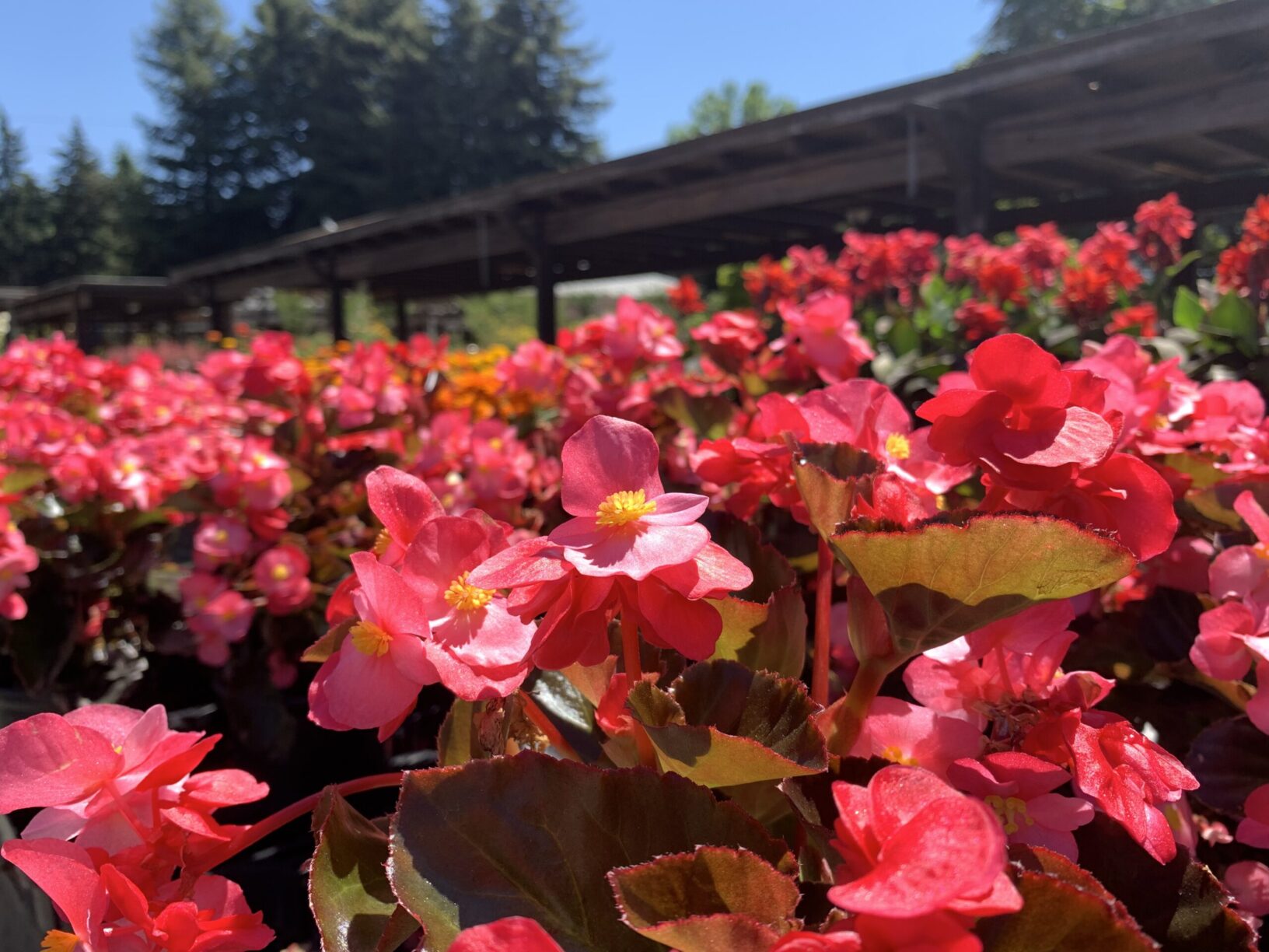 begonia-wells-medina-nursery