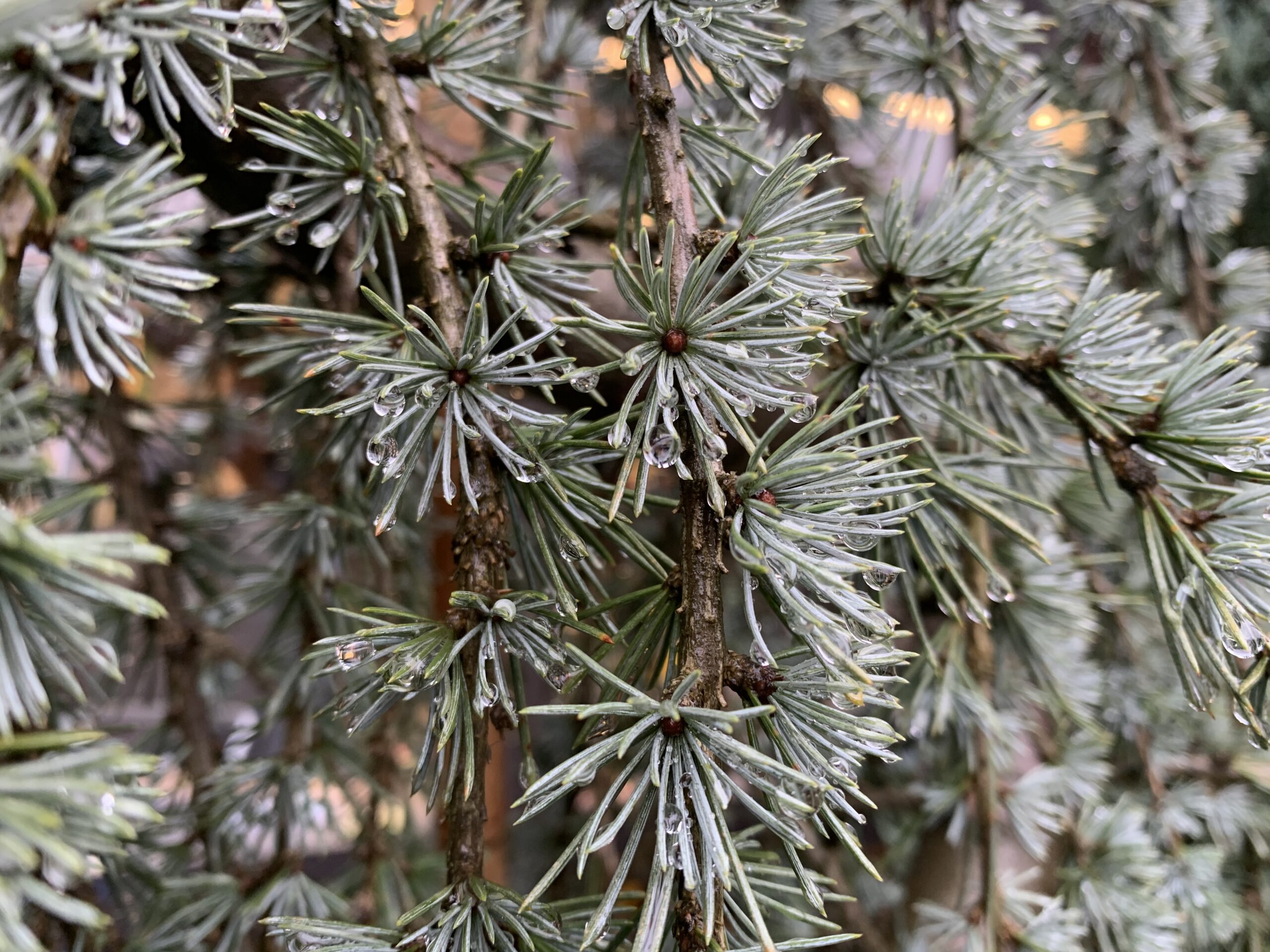 Cedrus Atlantica Glauca Pendula Serpentine