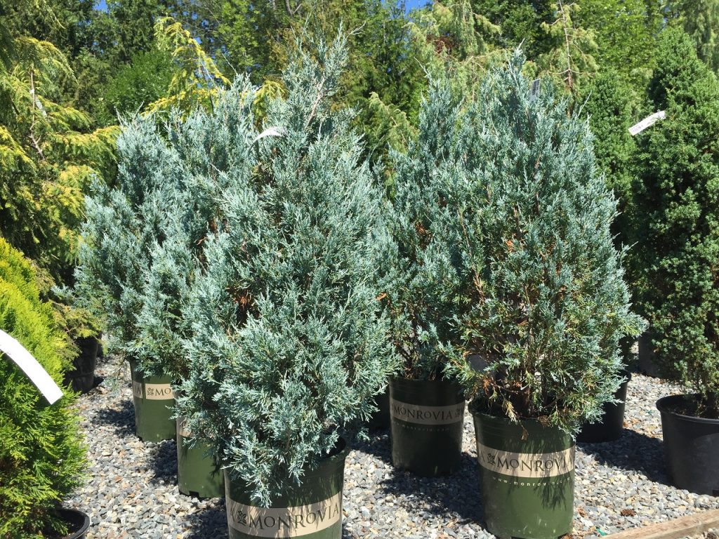 Juniperus Scopulorum Wichita Blue Wells Medina Nursery 8025