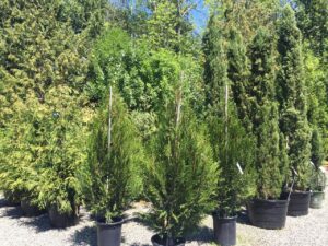 Western Red Cedars and Italian Cypress